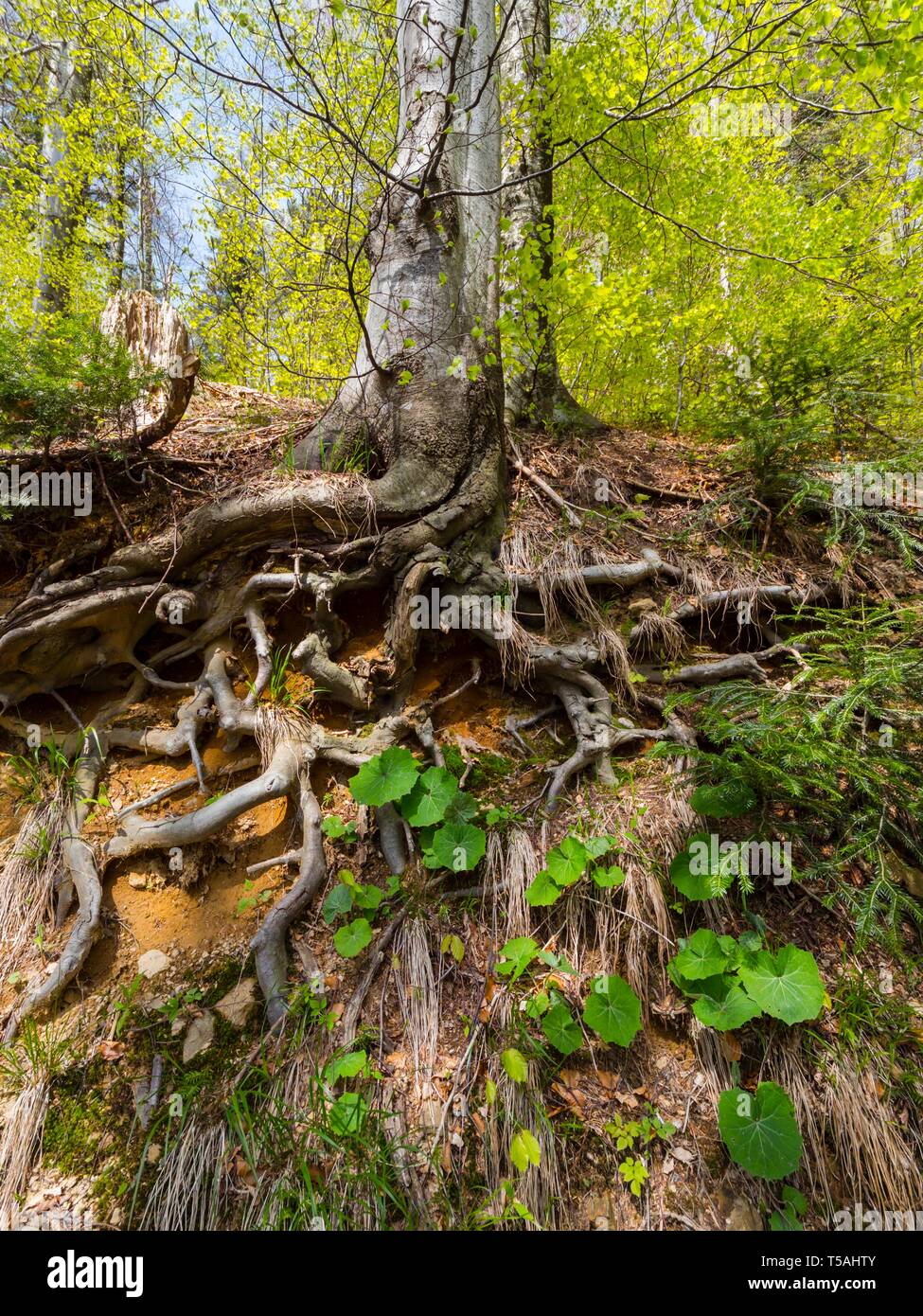 Radice vista visibile sotto il livello del suolo in foresta Foto Stock