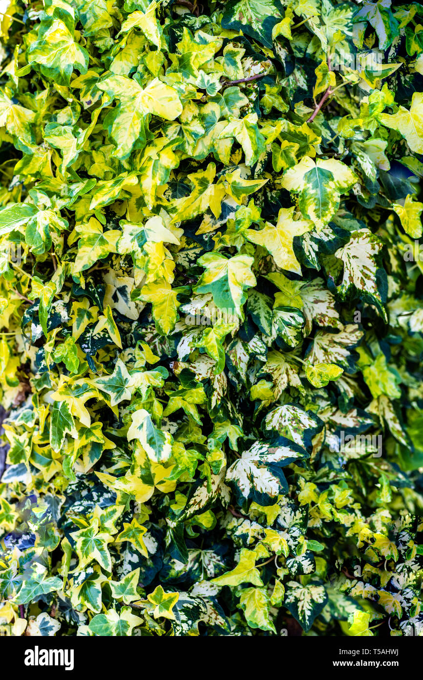 Variegato poster di Edera - Sfondo Foto Stock