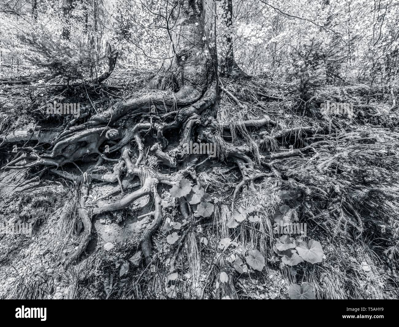 Radice vista visibile sotto il livello del suolo in foresta Foto Stock