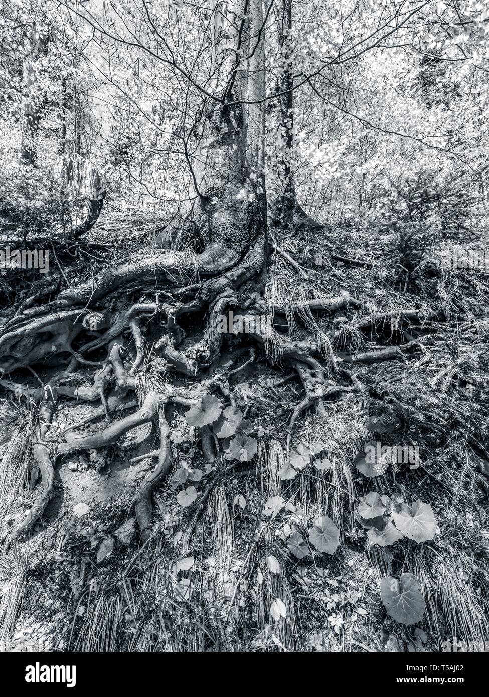 Radice vista visibile sotto il livello del suolo in foresta Foto Stock