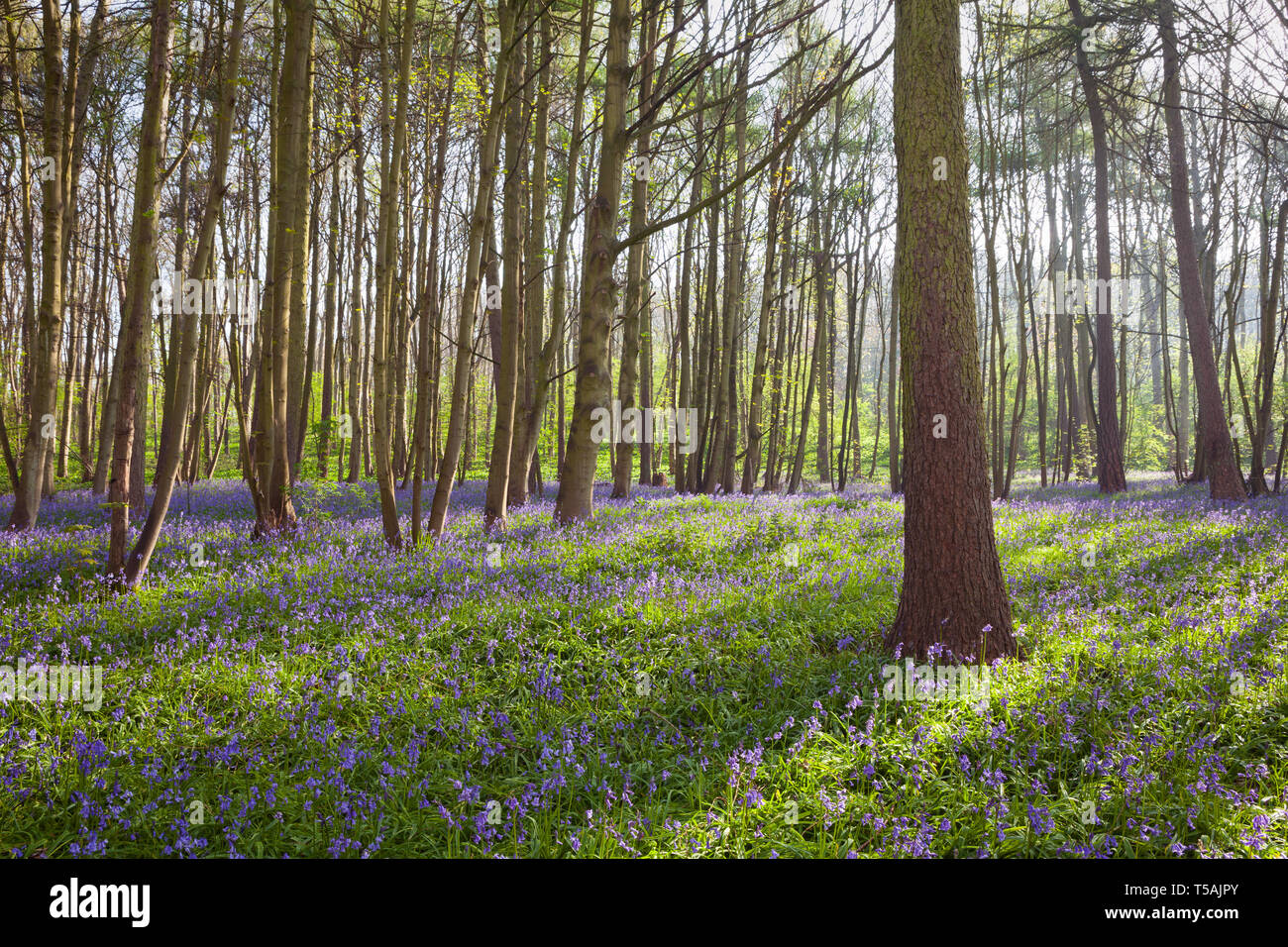 Regno Unito Meteo: la mattina presto in un inglese bluebell woodland in primavera. Brumby legno, Scunthorpe, North Lincolnshire, Regno Unito. Xx Aprile 2019. Foto Stock