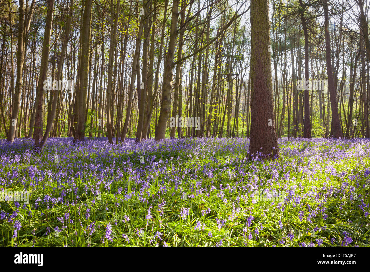 Regno Unito Meteo: la mattina presto in un inglese bluebell woodland in primavera. Brumby legno, Scunthorpe, North Lincolnshire, Regno Unito. Xxi Aprile 2019. Foto Stock