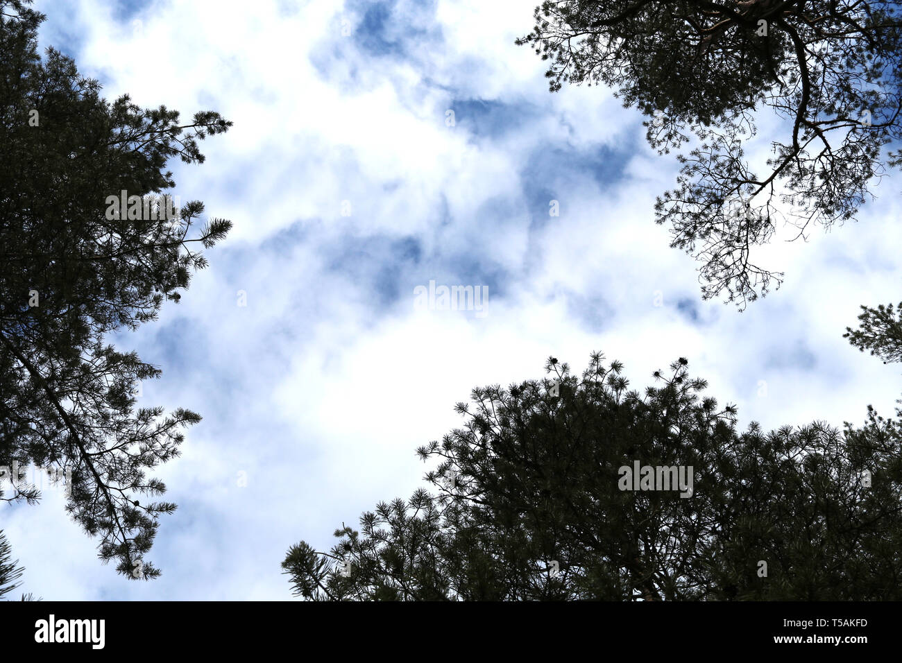 Blu cielo velato attraverso una foresta di pini a soffitto. Foto Stock