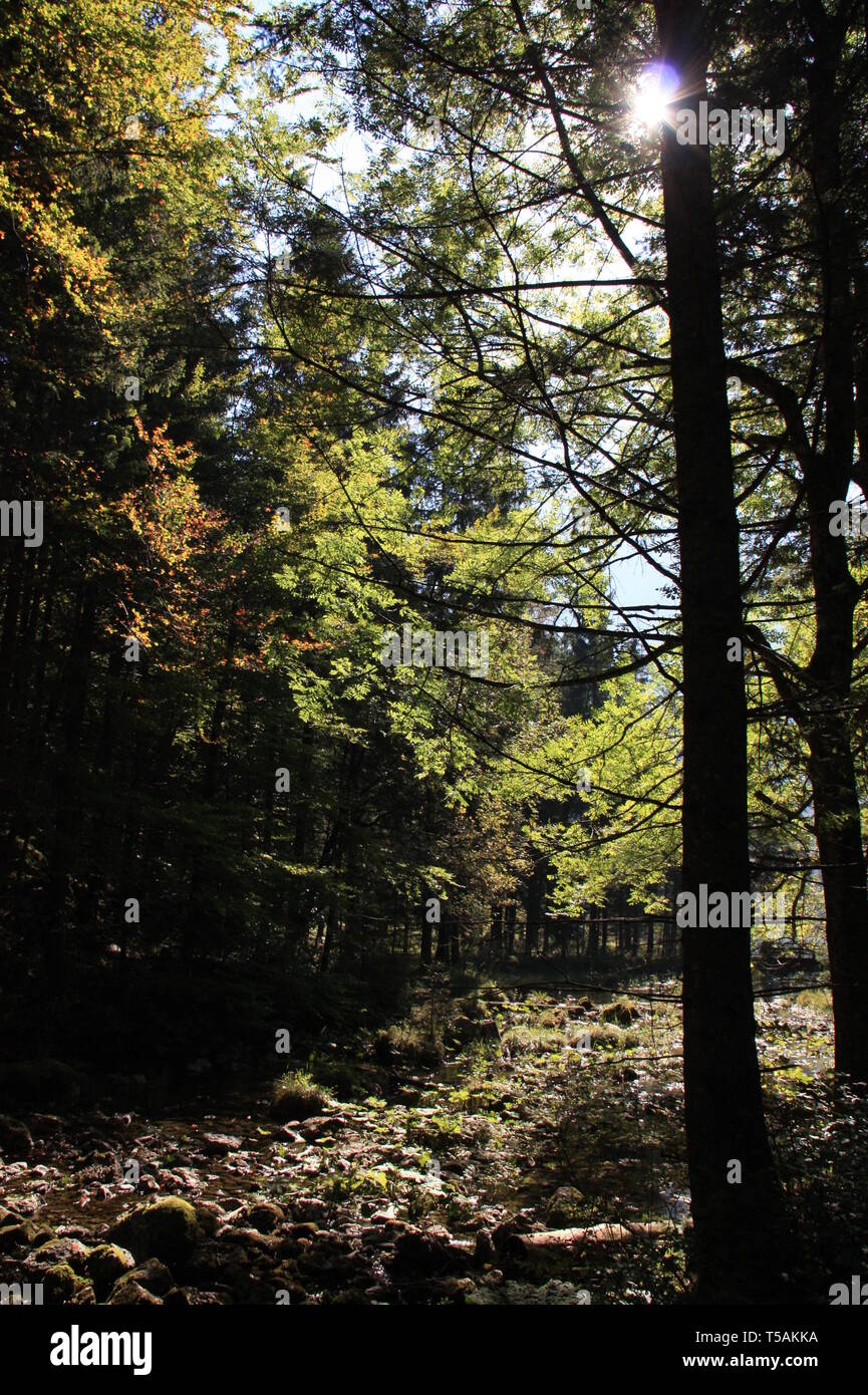 Vista della piccola insenatura tra il Hinterer Langbathsee e Vorderer Langbathsee vicino Ebensee, Oberösterreich Austria Foto Stock