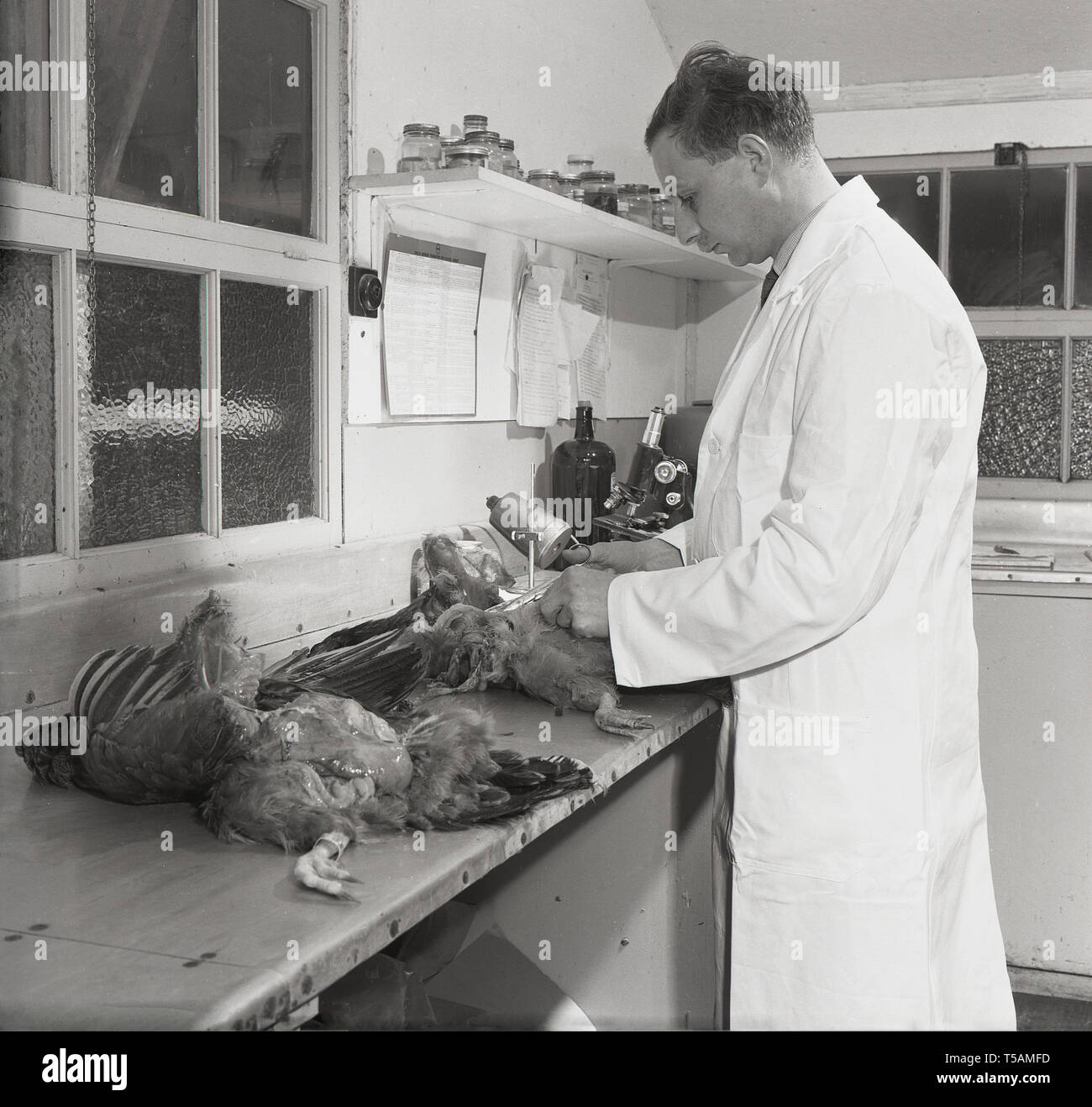 Degli anni Cinquanta, storico, un maschio scienziato in un camice bianco lavorando in una capanna a un allevamento di polli da dissezione e fare analisi sulla produzione di uova di galline, Inghilterra, Regno Unito. Foto Stock