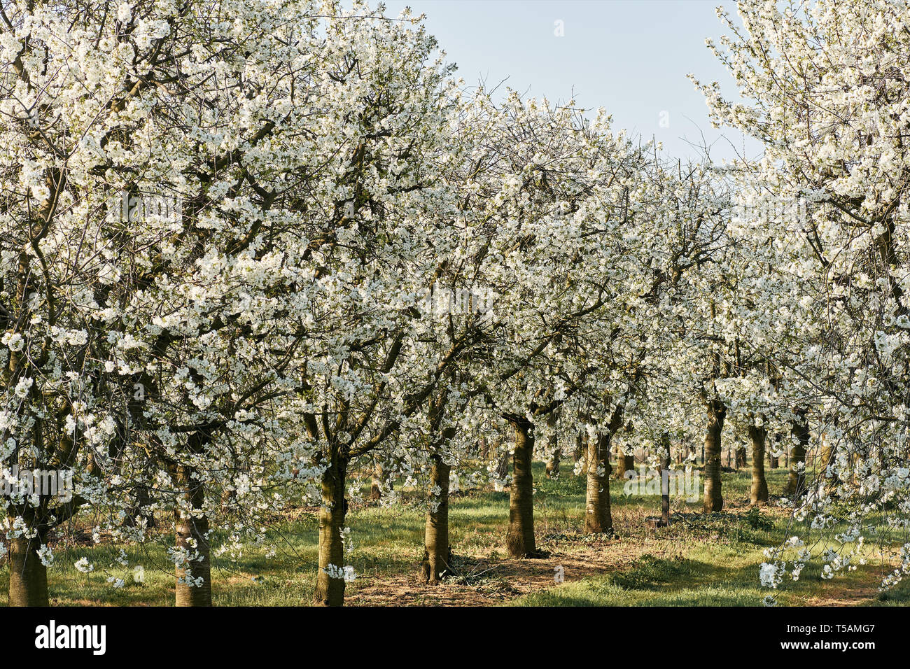 Gli alberi in fiore con fiori in apple Orchard. Giornata di Primavera con il blu del cielo. Foto Stock