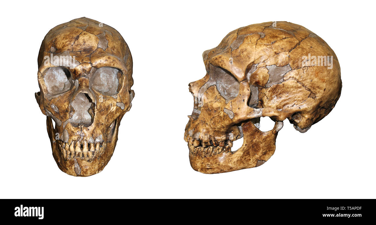 Homo neanderthalensis vista frontale e laterale il confronto Foto Stock