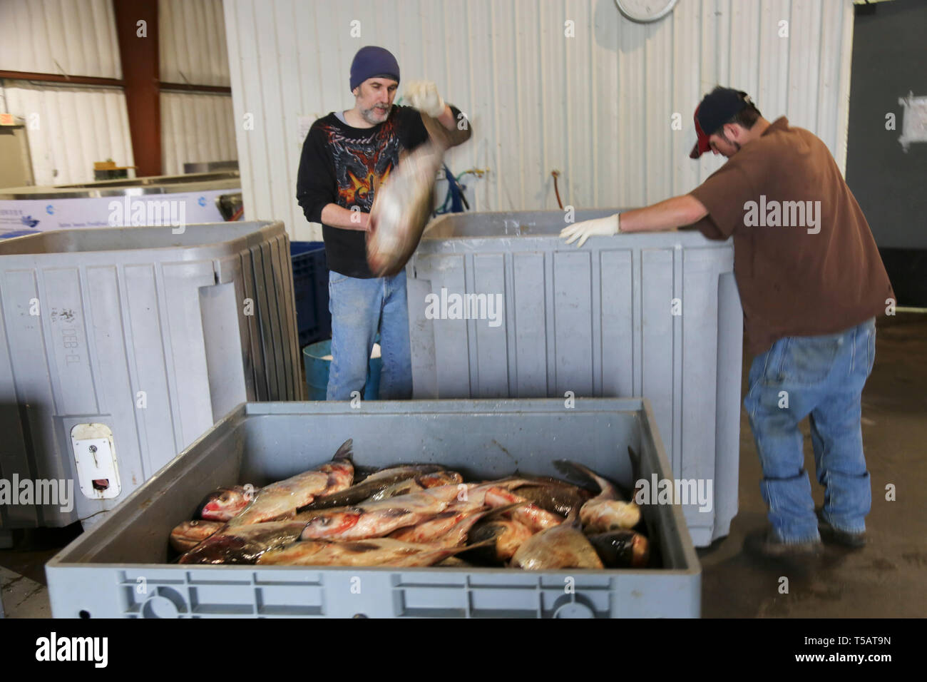 Wickliffe, STATI UNITI D'AMERICA. 22 apr, 2019. I membri del personale dei due fiumi la pesca spostare il neo arrivato Asian carp alla linea di lavorazione in Wickliffe, Kentucky, Stati Uniti, 13 aprile 2019. La nascita di un parco industriale dedicato alla Asian carp trasformazione nella parte sud-orientale di Stato statunitense del Kentucky ha aggiunto alle speranze che la sua abilità nel girare il pesce osseo nella delicatezza aumenta la probabilità di vincere la battaglia contro i pesci invasiva nel fiume Mississippi. Credito: Xu Xingtang/Xinhua/Alamy Live News Foto Stock