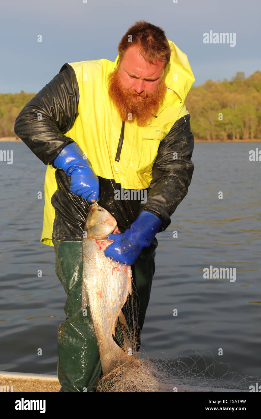 Wickliffe, STATI UNITI D'AMERICA. 22 apr, 2019. Pescatore locale James Berry cale un asiatico carp dal Kentucky Lake, Kentucky, Stati Uniti, il 12 aprile 2019. La nascita di un parco industriale dedicato alla Asian carp trasformazione nella parte sud-orientale di Stato statunitense del Kentucky ha aggiunto alle speranze che la sua abilità nel girare il pesce osseo nella delicatezza aumenta la probabilità di vincere la battaglia contro i pesci invasiva nel fiume Mississippi. Credito: Xu Xingtang/Xinhua/Alamy Live News Foto Stock