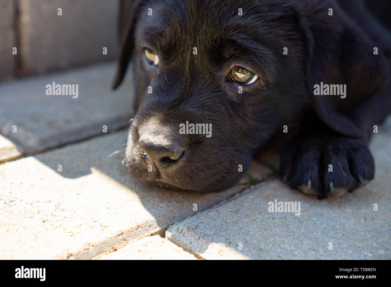 Nero close up labrador cucciolo faccia sulla sua gamba nell'angolo Foto Stock
