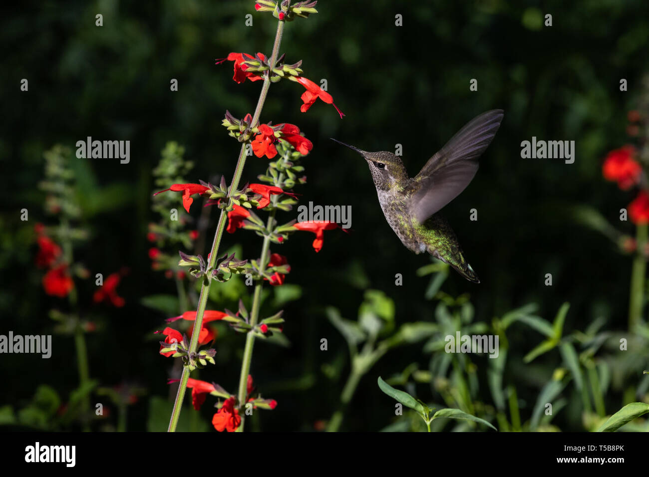 Anna's Hummingbird, metà volo, alimentazione su fiori di colore rosso. In Arizona Deserto di Sonora. Foto Stock