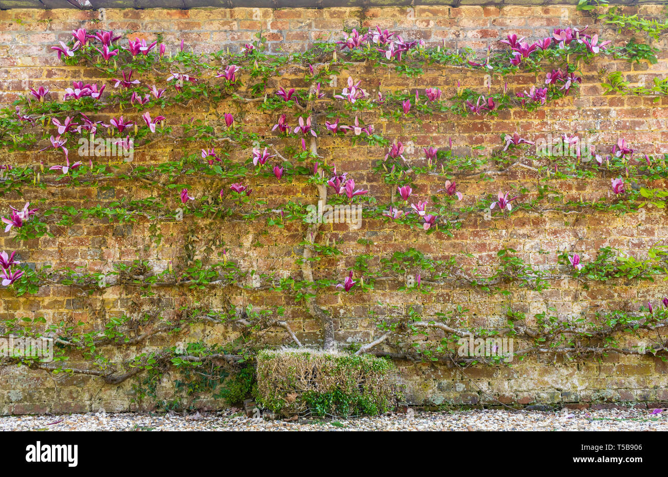 Magnolia spalliera - Una rosa mulan albero di magnolia (Magnolia liliiflora) cresciuto contro una parete in un giardino in Inghilterra del Sud durante la stagione primaverile, REGNO UNITO Foto Stock