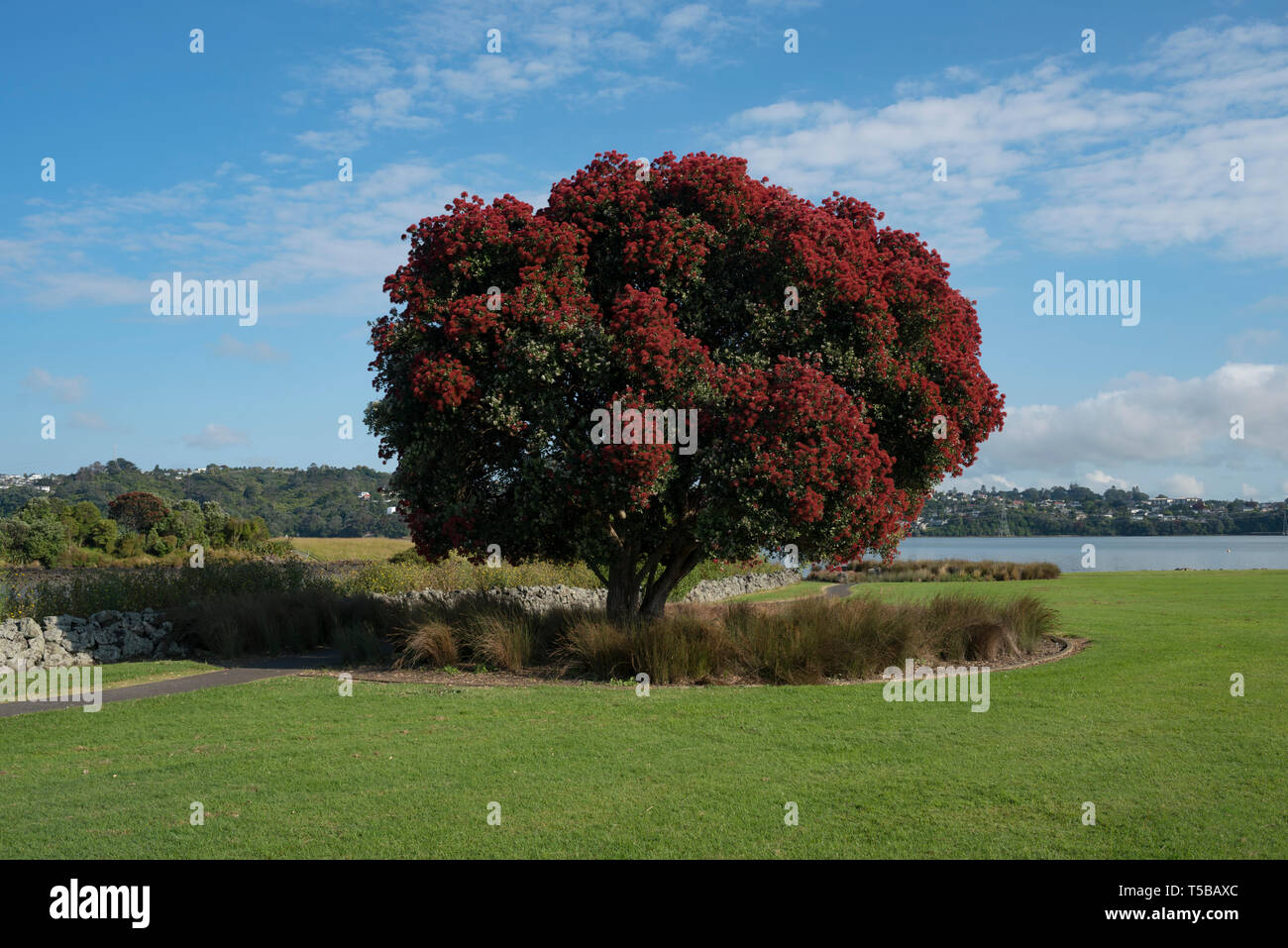 Auckland, Nuova Zelanda. Foto Stock