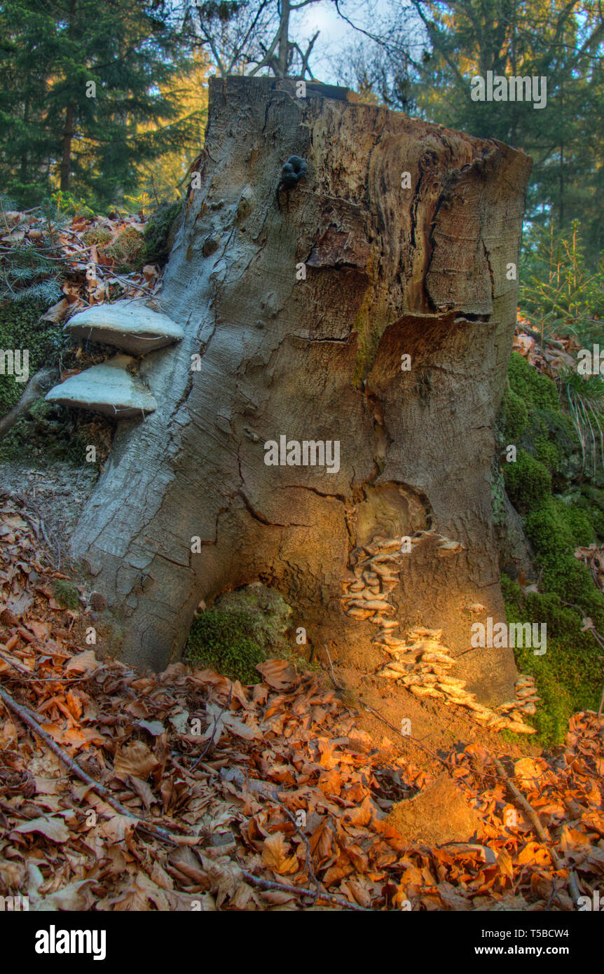 Ciclo di vita e bello. La luce del mattino che splende su un marciume tronco di albero, cresciuto con diversi tipi di funghi Foto Stock