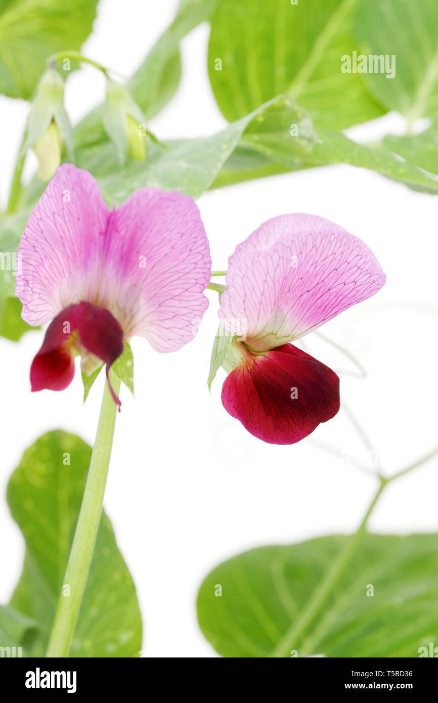 Fagiolo verde fiore isolato su sfondo bianco Foto Stock