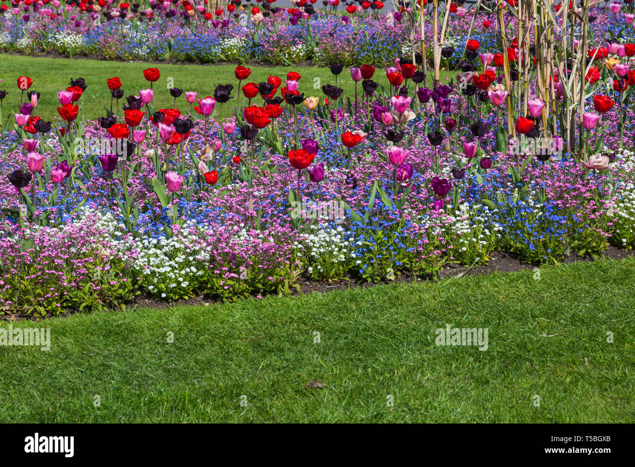Tulipani colorati fiori in aiuole di fiori a Bournemouth Lower Gardens, Bournemouth Dorset Regno Unito nel mese di aprile Foto Stock