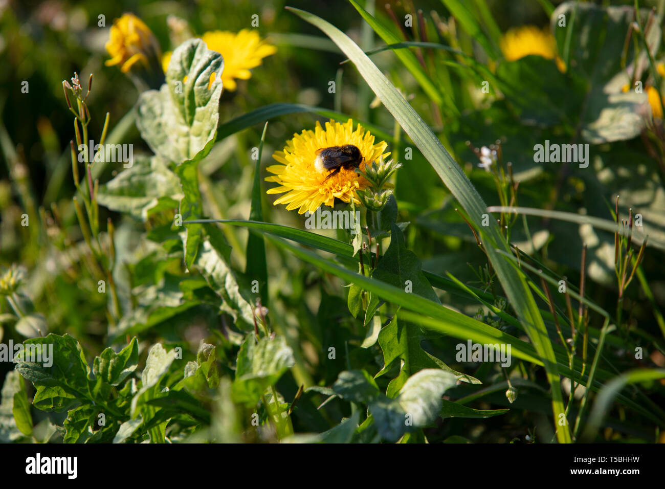 Hummel auf Blume Foto Stock