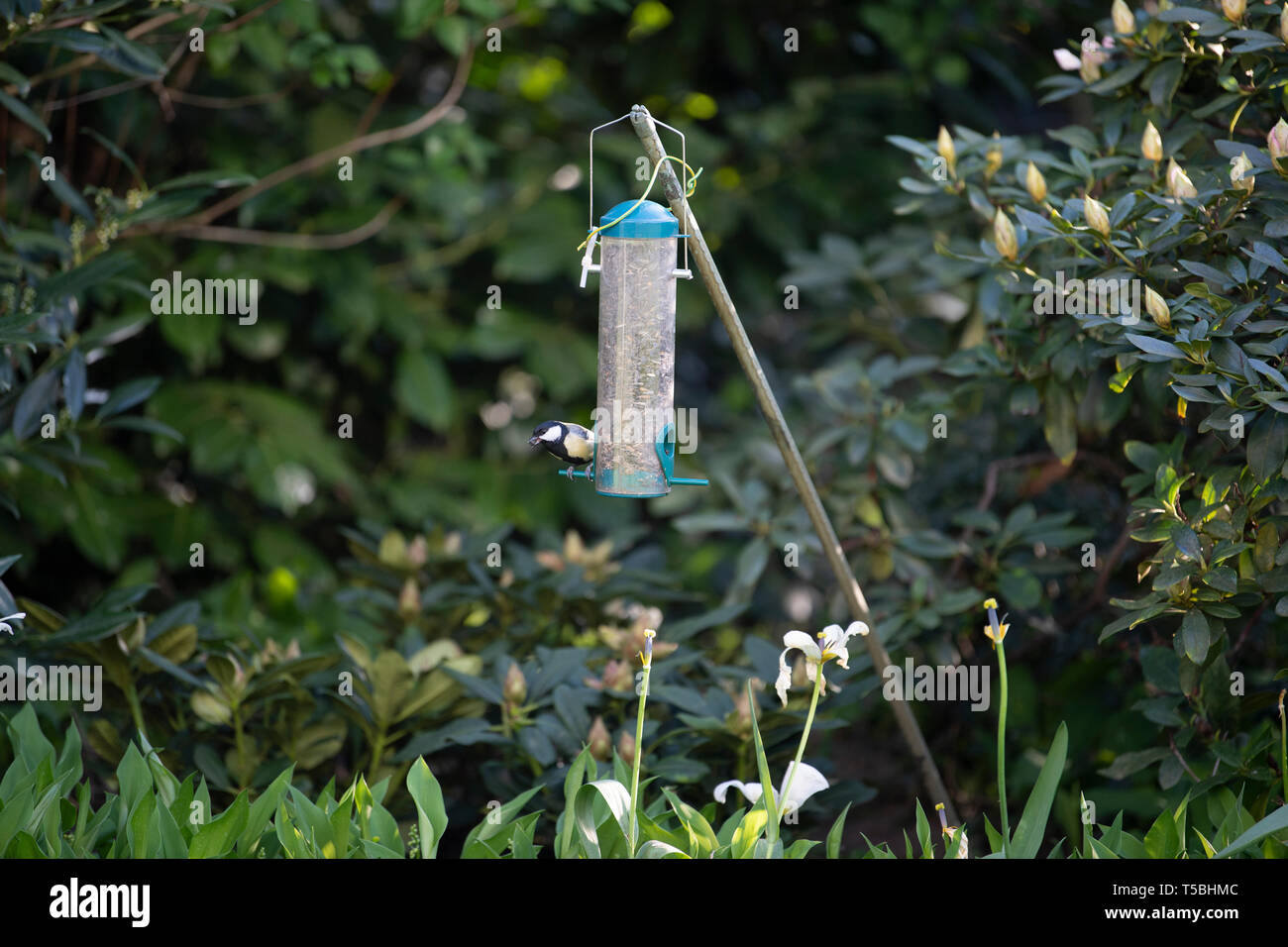 Ein Vogel pickt sich Körner aus einem Futterbehälter Foto Stock