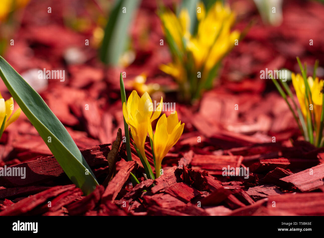 Di colore giallo brillante fiori su un telone rosso aiuola di close-up. La pacciamatura Bellissime aiuole di fiori. Chip di pino strame su un letto di fiori di close-up. Foto Stock