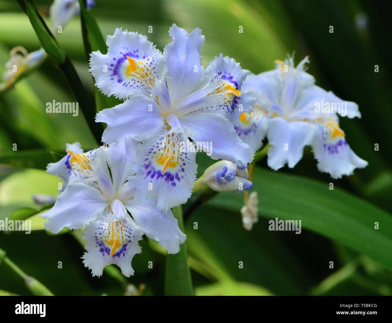 Blu pallido, adornate di fiori di iris japonica. Foto Stock