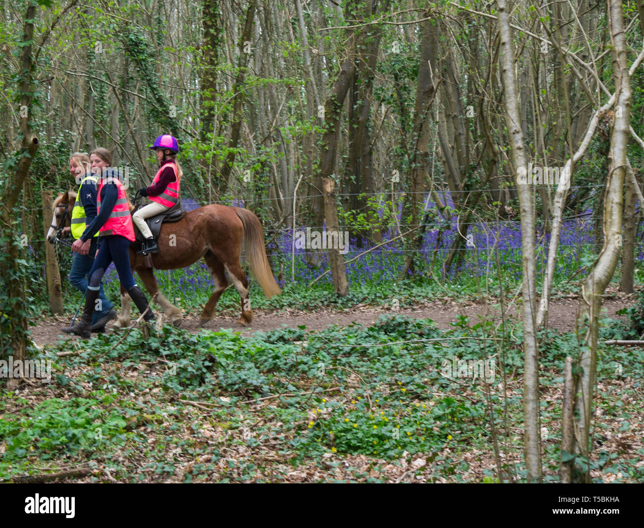 Femmina aiutanti di sicurezza a piedi con una giovane ragazza in sella ad un cavallo attraverso West Stoke legno West Sussex England Regno Unito Foto Stock