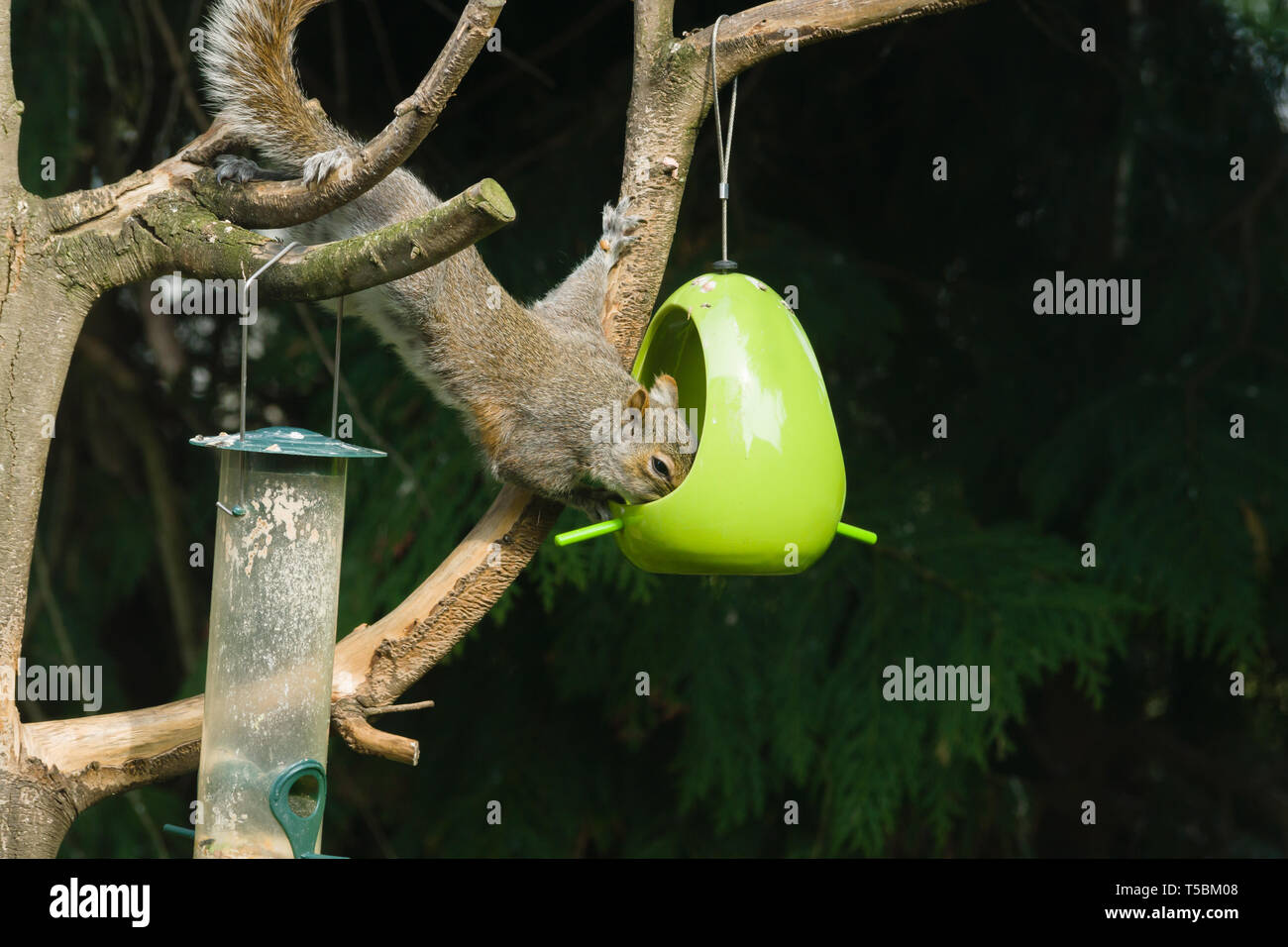Un selvatico scoiattolo grigio saccheggiare un alimentatore di arachidi lasciato fuori per gli uccelli selvatici in una struttura ad albero Foto Stock