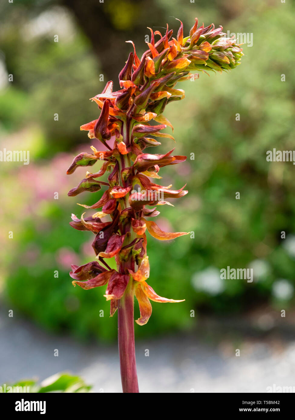 Rosso-marrone spike fiore della fioritura primaverile, metà hardy, giardino esotico impianto, Melianthus principali Foto Stock