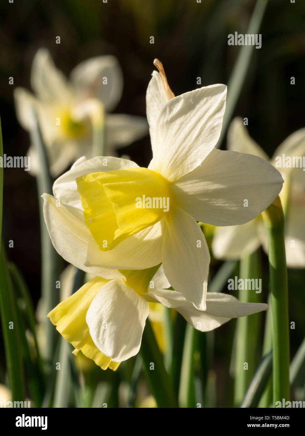 Giallo pallido e crema di fiori profumati, multi-guidato jonquilla daffodil, narcisi 'Sailboat' Foto Stock