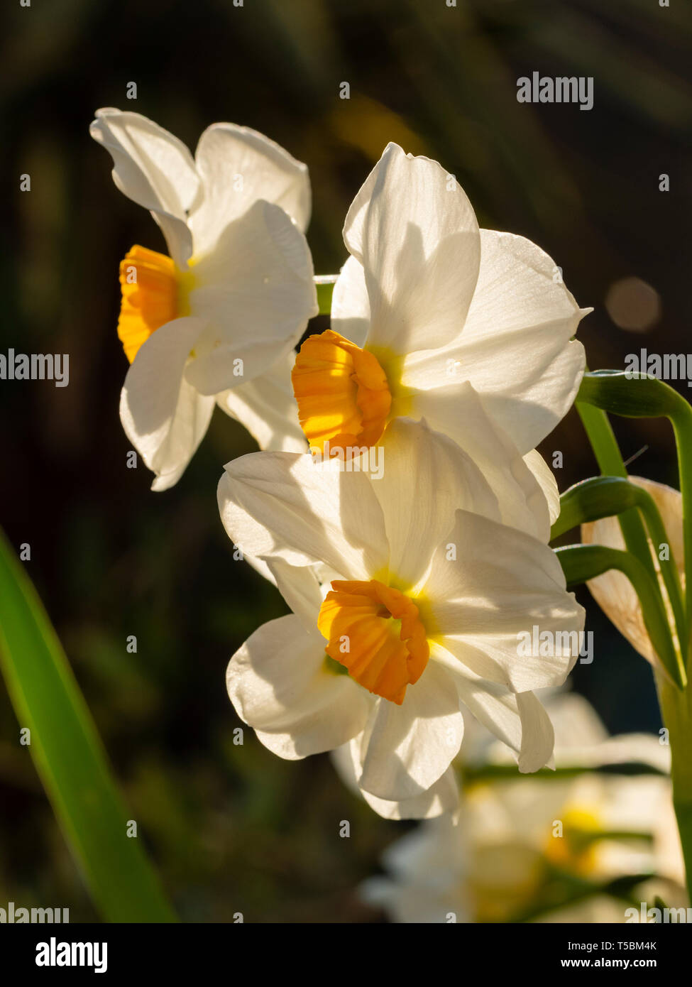 Petali bianco puro e un bicchiere di colore arancione del fragrante, multi teste, a fioritura primaverile hardy lampadina, Narcissus tazetta 'Cragford' Foto Stock