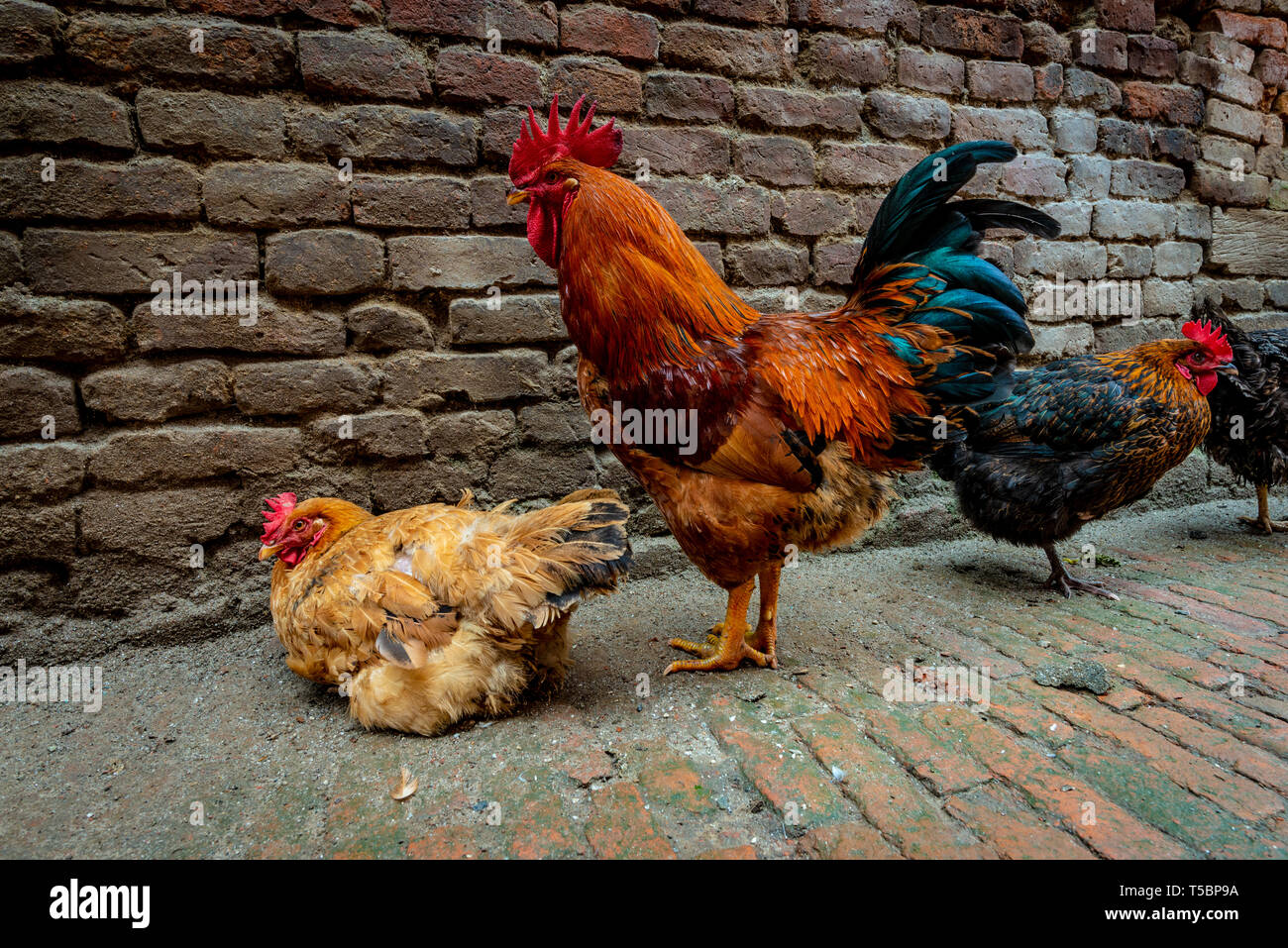 Colorata del gallo e due galline, prelevati durante una mattina nuvoloso nel centro storico di Bhaktapur, Nepal Foto Stock
