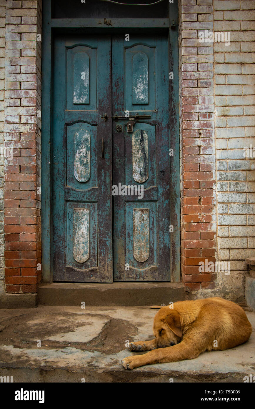 Stray dog di fronte a un vecchio blu porta durante un mattino nuvoloso al centro storico di Bhaktapur, Nepal Foto Stock