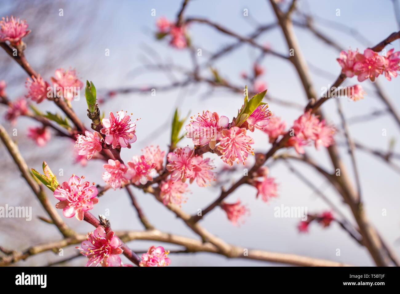 Pesco fiori di colore rosa su sfondo sfocato. Fiore di primavera. Foto Stock