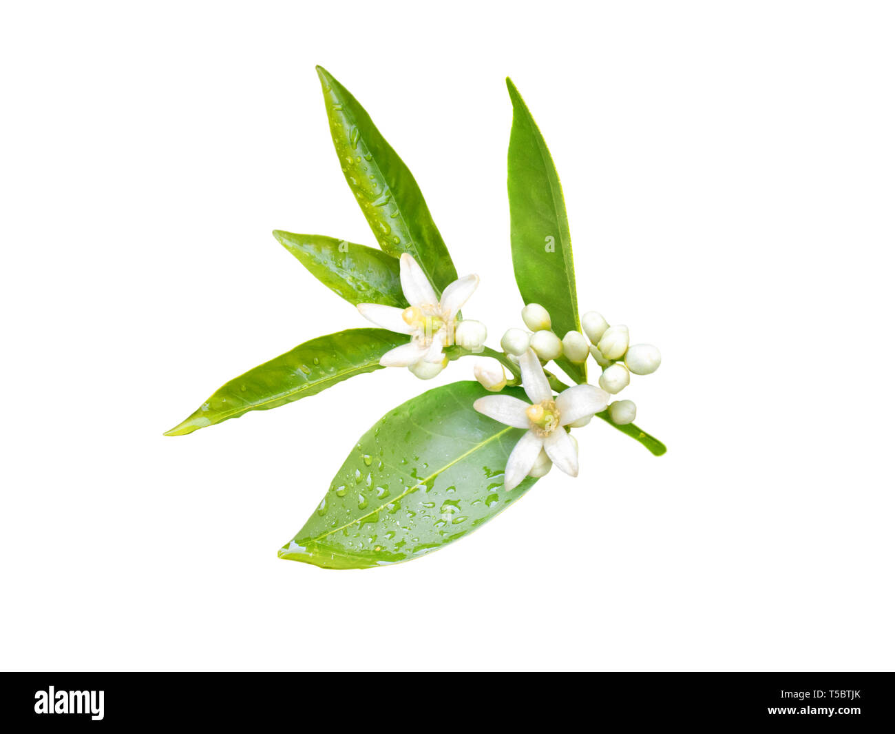 Neroli blossom. Orange ramo di albero con bianchi profumati Fiori, boccioli e foglie isolato su bianco. Foto Stock