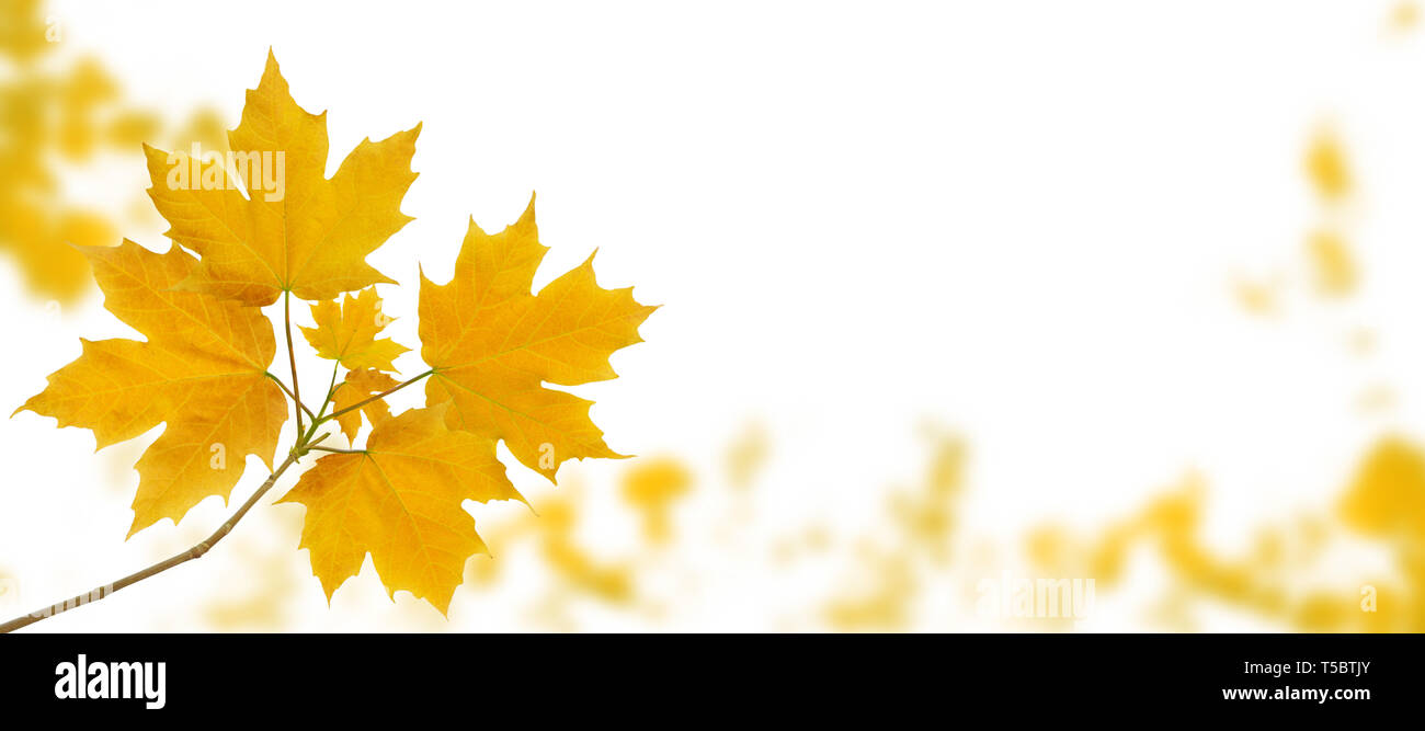 Albero di acero ramo giallo con foglie di autunno sulla caduta del parco sfocata sfondo orizzontale isolato su bianco Foto Stock