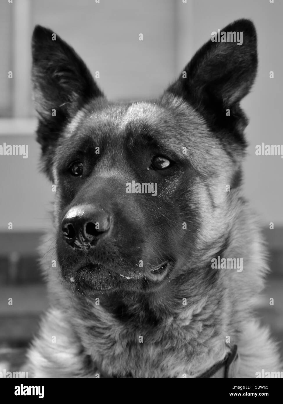 Ritratto monocromo del cane pastore belga malinois, Canis lupus familiaris Foto Stock