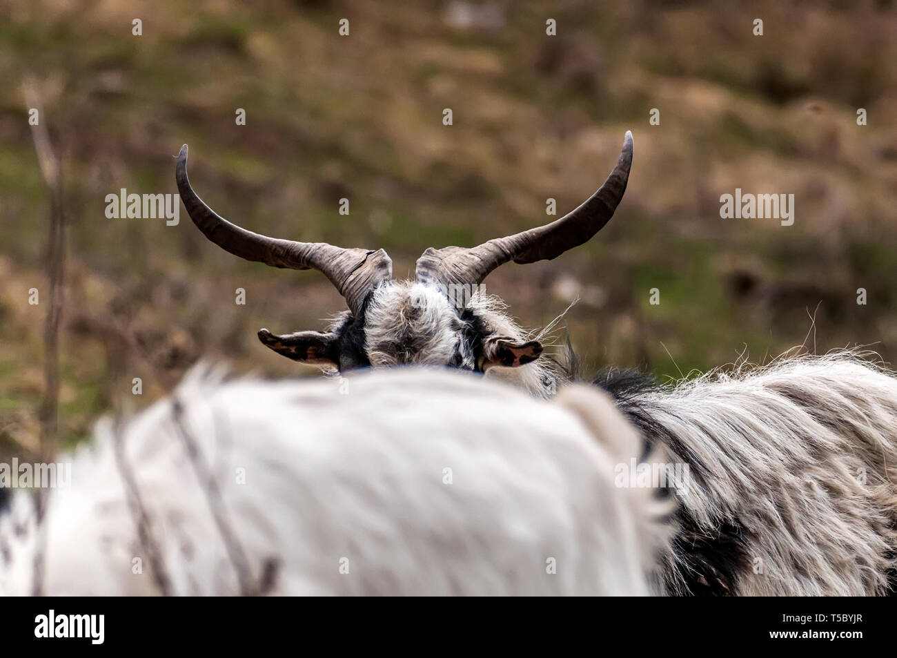 Vista sui grandi corna di un maschio di capra buck sui campi di Transilvania Romania in un giorno nuvoloso. Foto Stock