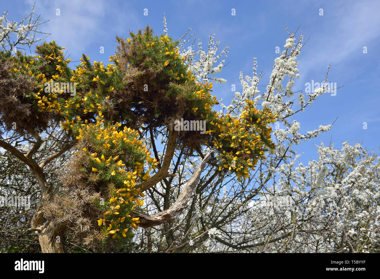 Fioritura di arbusti di ginestre e biancospino blossom, Hastings Country Park, England, Regno Unito Foto Stock