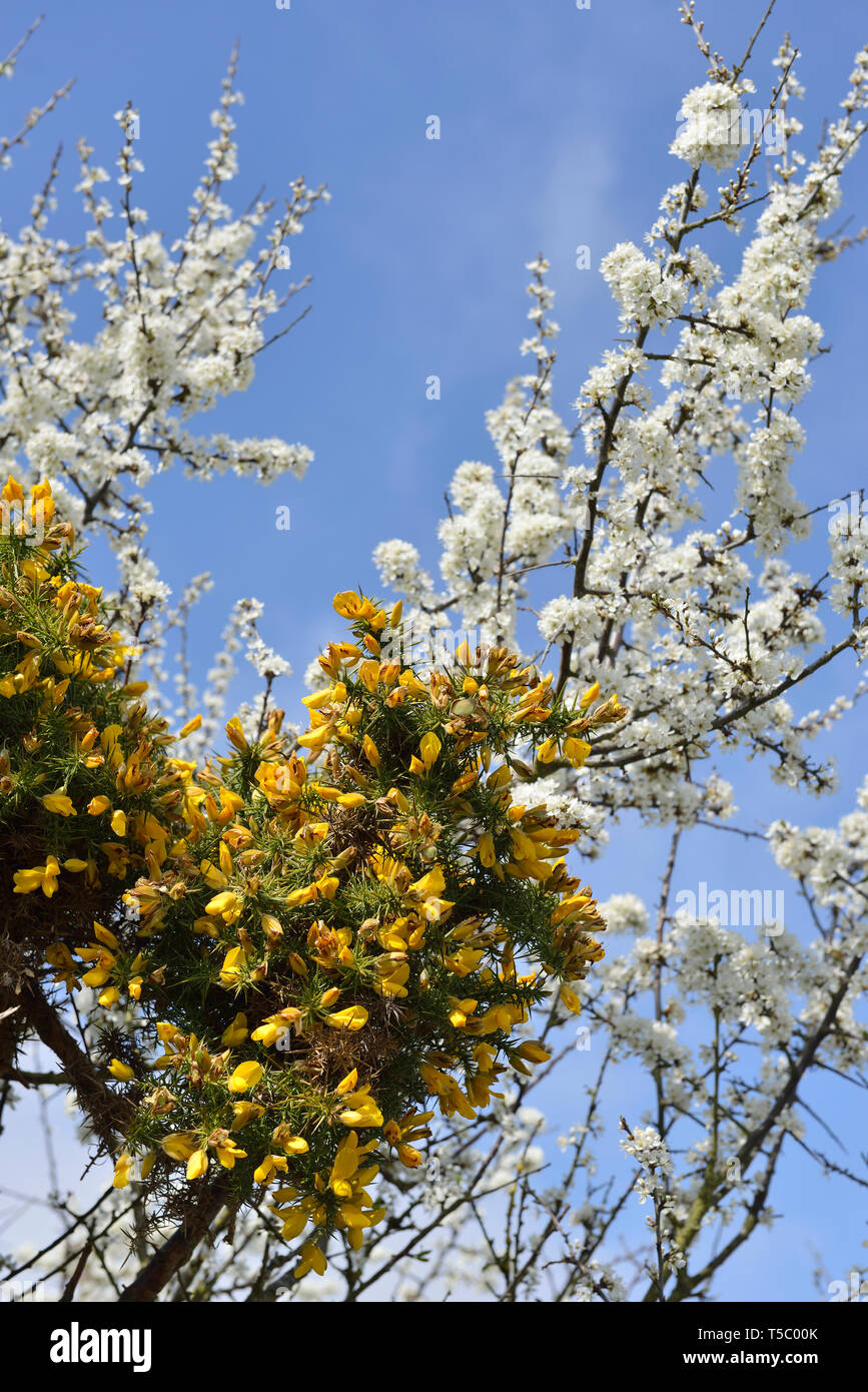 Fioritura di arbusti di ginestre e biancospino blossom, Hastings Country Park, England, Regno Unito Foto Stock