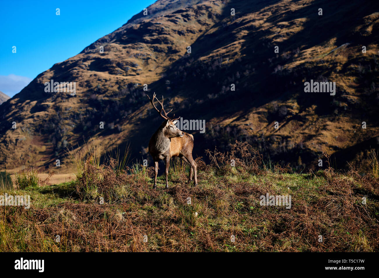 Red Deer Stag, Glen Etive, Scozia Foto Stock