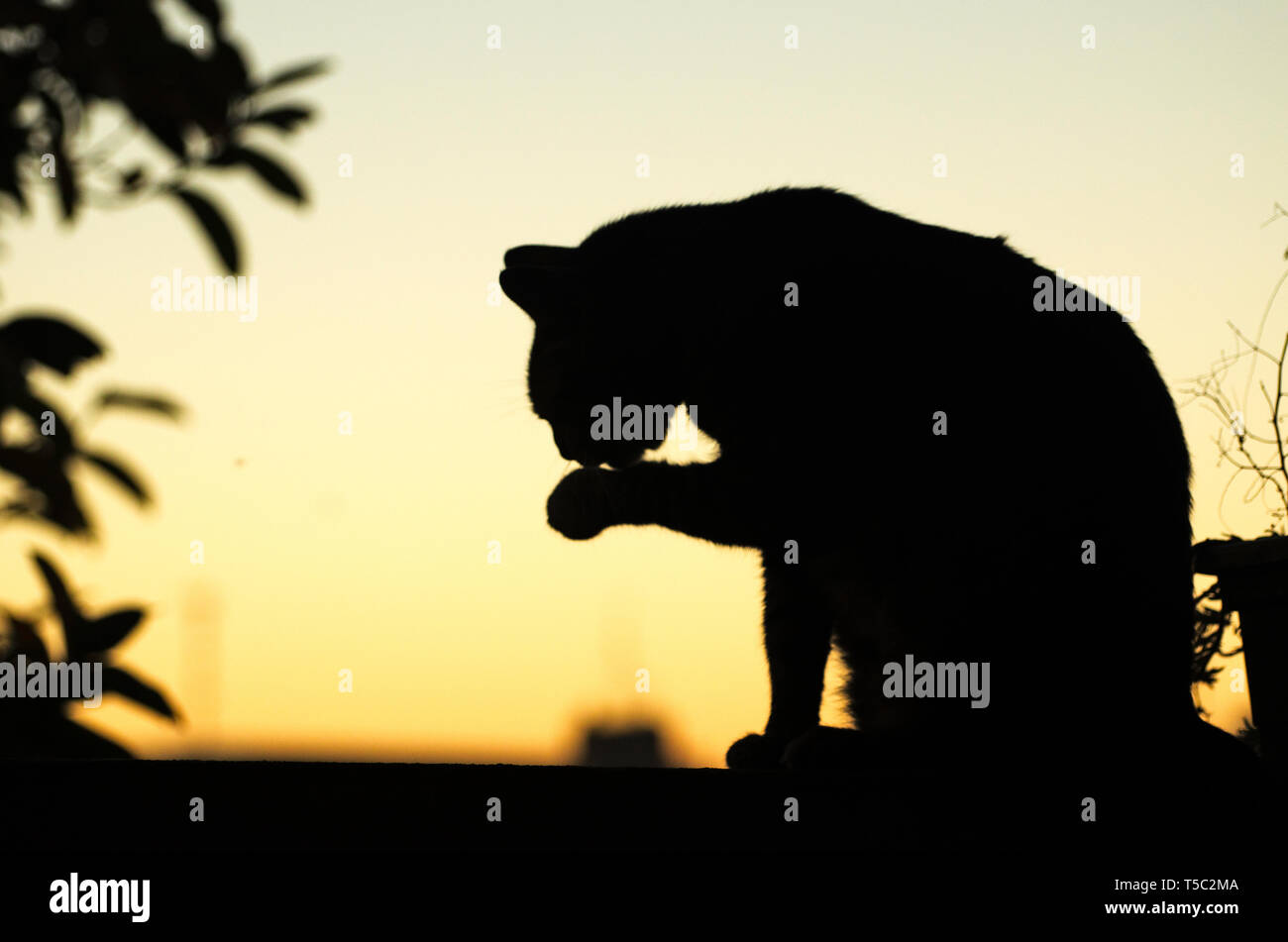 Silhouette felina al tramonto Foto Stock