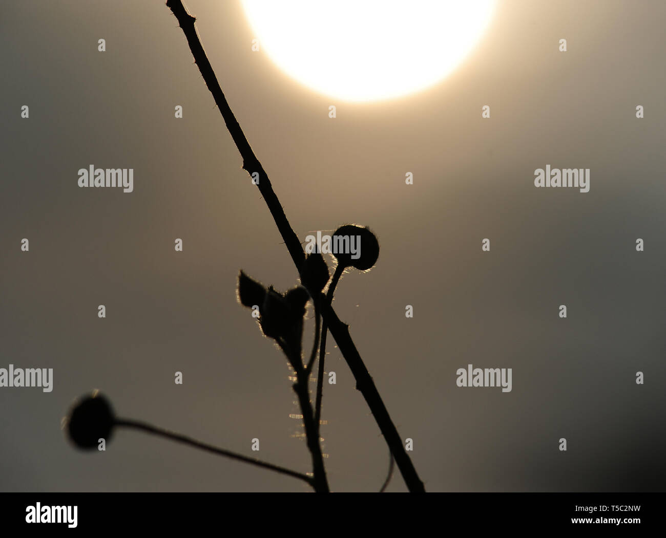 Foto di cespugli appena prima che il sole in Indonesia, Foto Stock