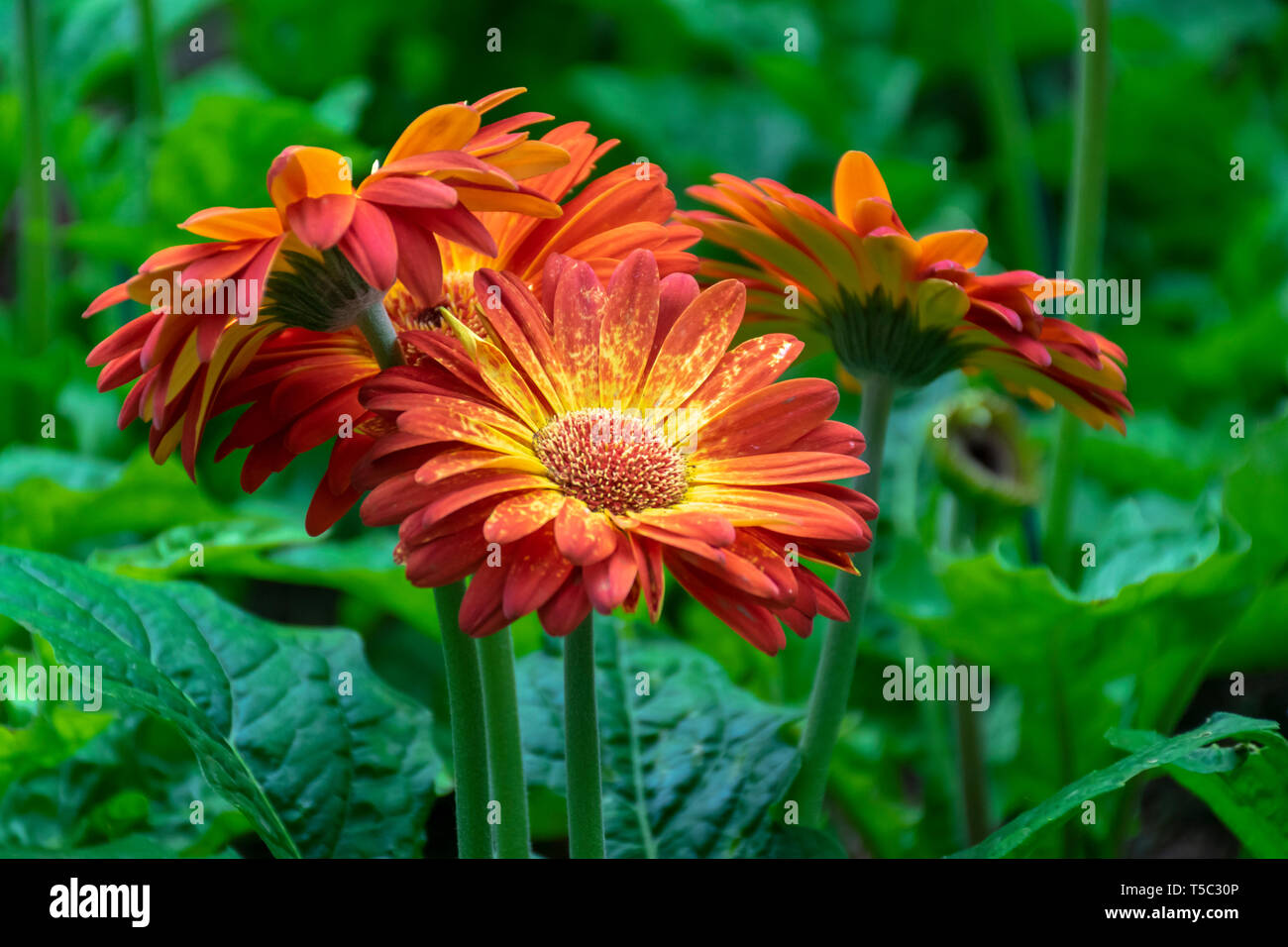 Garbera Daisy a cupola di fiori - Singapore giardino dalla baia Foto Stock