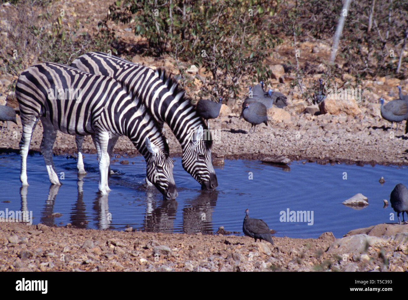 La Namibia. Il Parco Nazionale di Etosha. La Burchell zebra bevendo al waterhole. (Equus quagga burchellii) Foto Stock