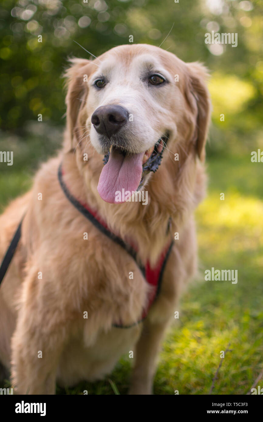 Felice Senior Golden Retriever cane Foto Stock