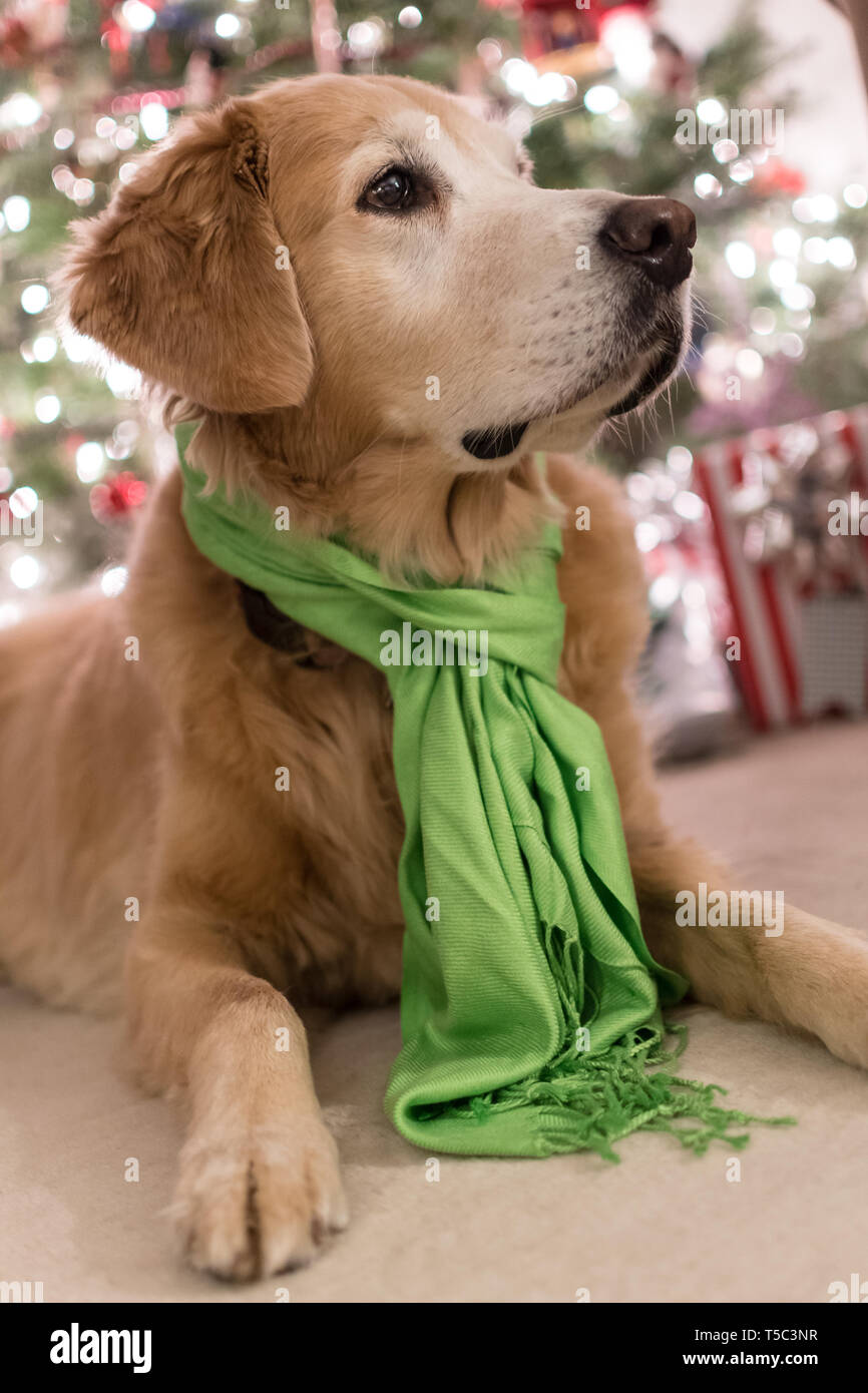 Senior Golden Retriever in attesa di Santa Foto Stock
