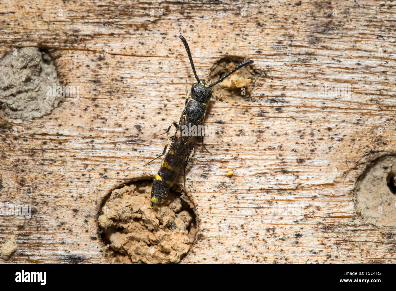 Keulhornwespen, Sapygidae, Club-cornuto vespe Foto Stock