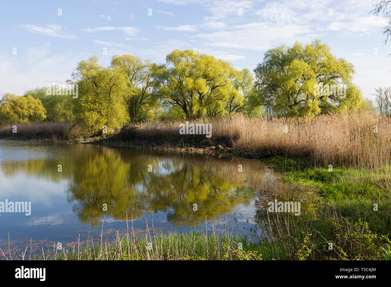 Altwasser, backwaters Foto Stock