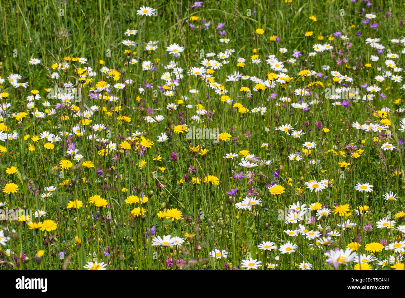 Blumenwiese, fiore prato Foto Stock