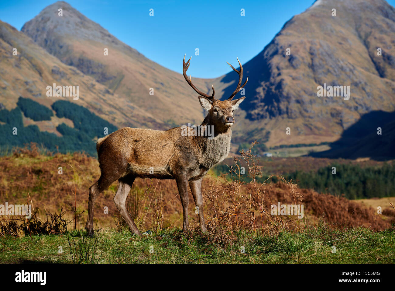 Red Deer feste di addio al celibato in una giornata di sole in Glen Etive, Scozia Foto Stock