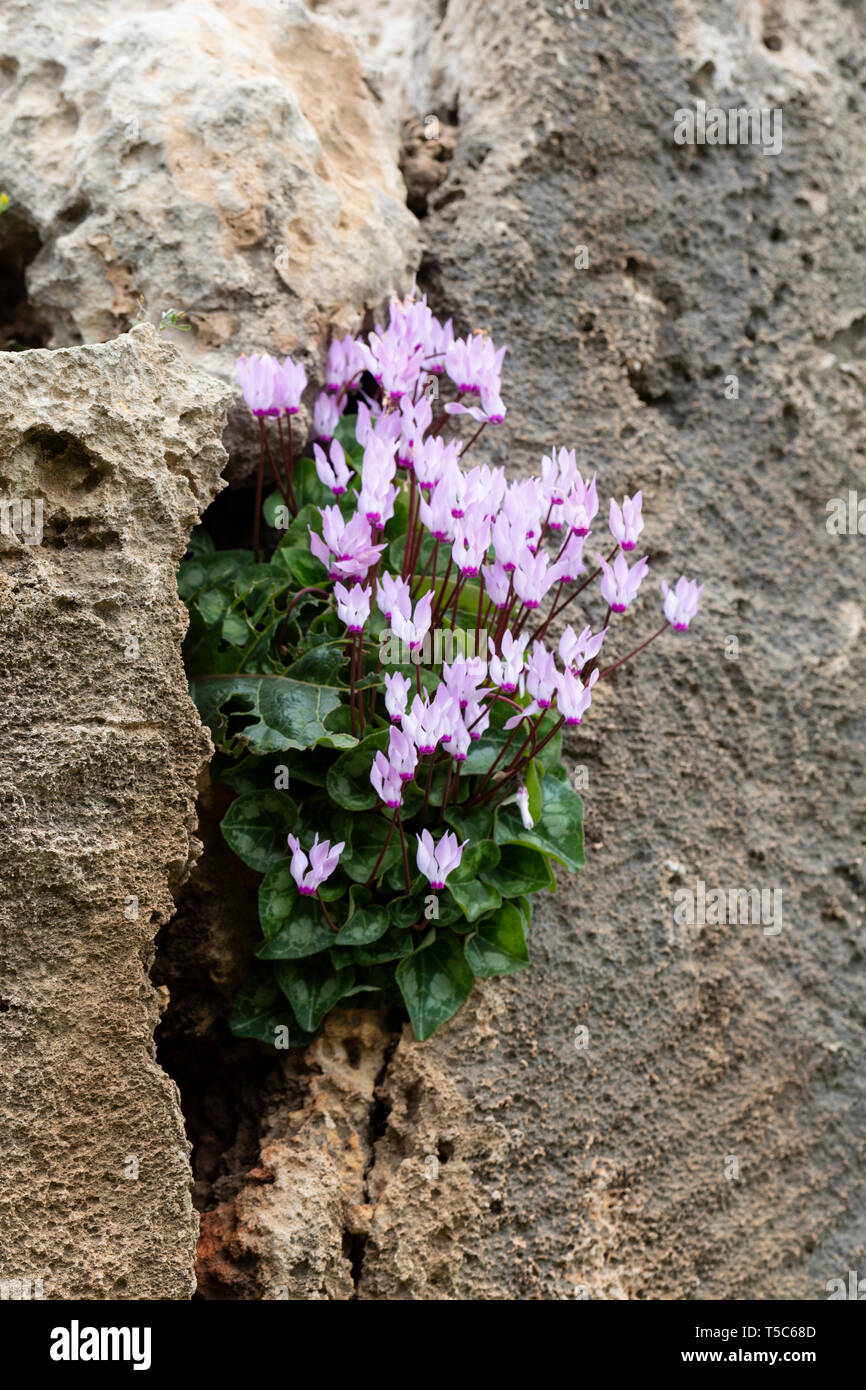 Cyclamen persicum crescente tra le rovine delle Tombe dei Re, Paphos, Cipro, Marzo Foto Stock